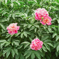 Three pink peony flowers on bush in garden