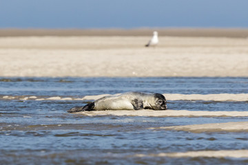 Fototapeta premium seals in Baie de Somme
