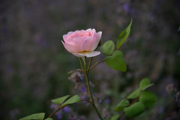 pink rose