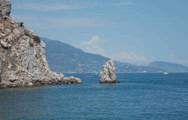 Fototapeta premium mountain cat