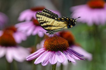 Eastern Tiger Swallowtail on Coneflower