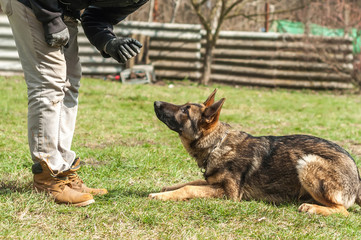 German shepherd puppy training at spring