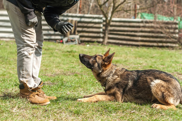 German shepherd puppy training at spring