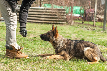 German shepherd puppy training at spring