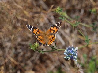 Obraz premium Preciosa mariposa y flor azul