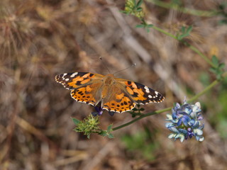 mariposa negra marron alas abiertas