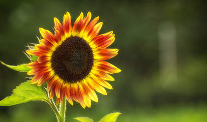 Fototapeta premium Beautiful large decorative sunflower with big Yellow and red petals