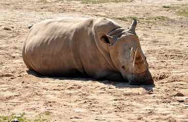 Obraz premium african big animal rhinoceros 