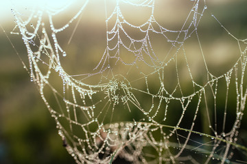 close-up of cobwebs on dry grass foggy autumn morning. close up background. on a background of green grass. Fog on the background of the lake. Foggy morning. Wild nature