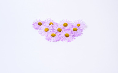 Chamomile flower with lilac petals on white background