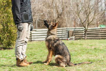 German shepherd puppy training at spring