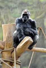 big monkey gorilla