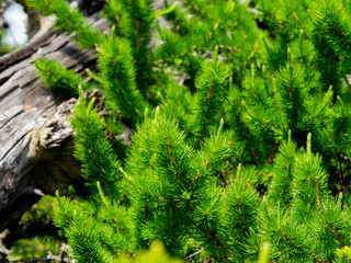Juicy needles of branches of a coniferous tree, of an ancient tree lying on the ground in the Ural forest, Russia