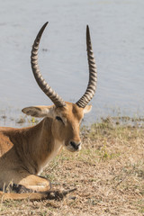 death of an impala picture 2 of 3