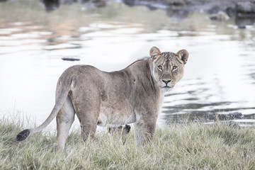 lioness at a waterhole