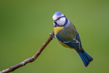 Blue Tit - Parus caeruleus, beautiful colored perching bird from European forests and gardens.