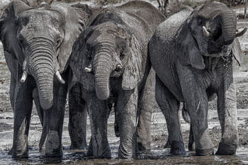 Fototapeta premium elephants at waterhole