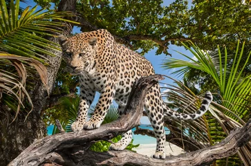 Schilderijen op glas jungle luipaard © picture.jacker