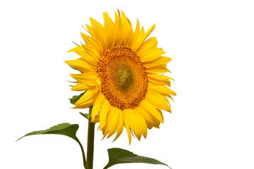 Obraz premium Flower of sunflower head isolated on white background. Seeds and oil. Flat lay, top view