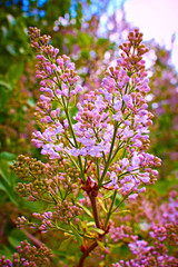 blooming lilac