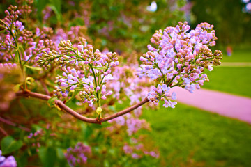 blooming lilac