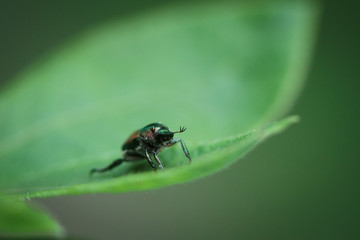 Bug on a Leaf