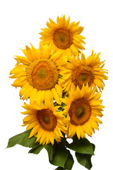 Flower bouquet sunflowers isolated on white background. The seeds and oil. Floral arrangement. Picturesque and conceptual scene. Flat lay, top view