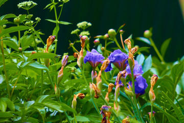  РУССКИЙ синий цветоксиний цветок12 / 10000 АНГЛИЙСКИЙ Перевести вGoogleBing blue flower