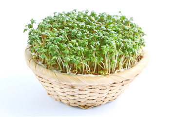 Fototapeta premium Garden cress or cress (Lepidium sativum) growing in basket with white background. Garden Cress Contains Even More Vitamin C Than Oranges. 