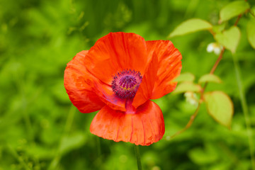 Fototapeta premium red flower