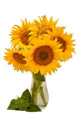 Creative still life idea flowers of sunflower bouquet and closed young sunflower in a glass vase. Isolated on white background. Floral arrangement. Picturesque and conceptual scene. Flat lay, top view