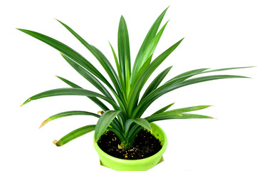 Fototapeta na wymiar pandan leaves or Pandanus amaryllifolius is a tropical plant in pot with white background. Pandanus are used for food coloring Or flavors of food.