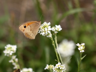 Piekny pomarańczowo-brązowy motyl siedzi na białym kwiatku, makro, ze złożonymi skrzydłami, w tle rozmyta łąka © Wioletta