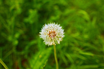 dandelion which is faded and partly the seeds flew away