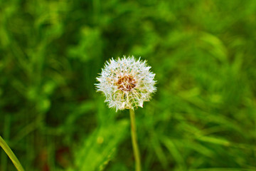 a dandelion flower