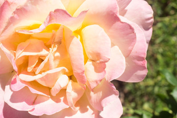Obraz premium Pink rose on the green background and copy space