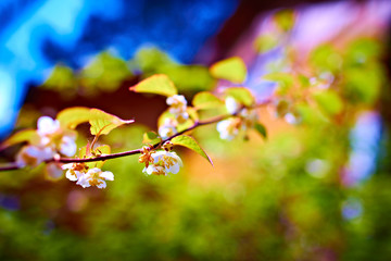 flowering tree