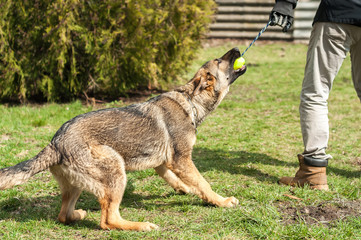 German shepherd puppy training with a ball