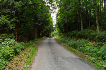 Fototapeta premium Cycling in Nature Forest on a rainy day. Road in Forest nature. Green forest road. Nature. Road. Natural environment.