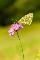Cabbage butterfly - Pieris brassicae
