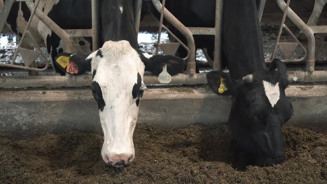 Cow feeding on dairy farm