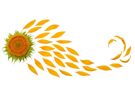 Creative Idea Flower Of A Sunflower And Petals Flying In The Wind. Abstraction And Wave. Agricultural Topics. Place For Text. Flat Lay, Top View