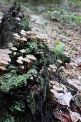 Many small tan fungi mushrooms and fuzzy green moss on brown log in woods with dry leaf litter on forest ground