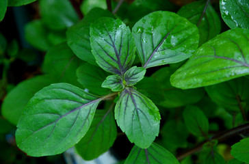 Leaves  of Ocimum sanctum, holy basil, or tulasi or tulsi  in the garden.
Ocimum sanctum in Thai name is Kaphrao.