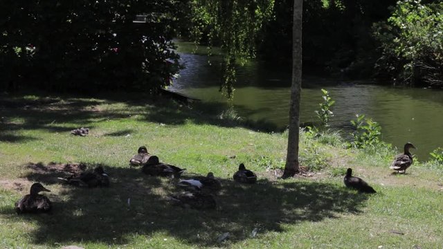 A group of ducks resting in the shade of a tree, next to the water.