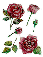 Graf_lab_Roses_Red_Hand-drawing