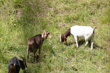 Goat on a Farm Eat in Grass Rural Field
