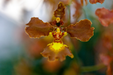 Closeup of a brown and yellow orchid with an out of focus light and dark background