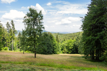 Forest with the last of the sun shining through the trees.