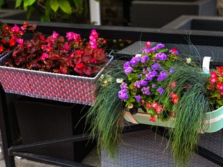 Flowers for decorating balconies in cafes